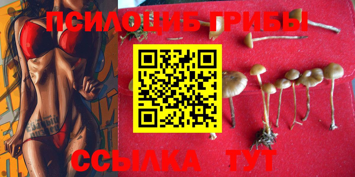 Псилоцибиновые грибы Psilocybe Саяногорск